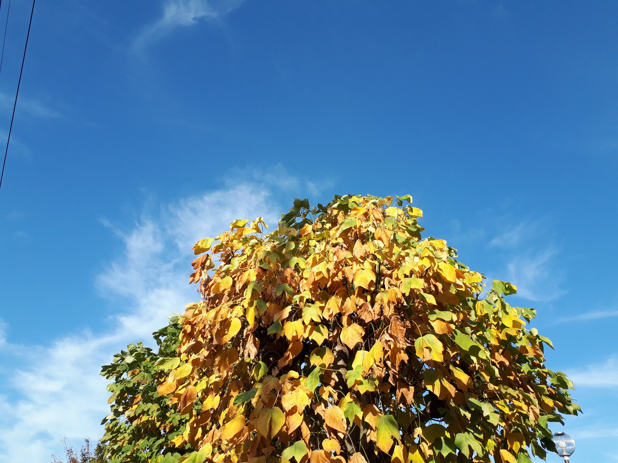 鈴懸の木 Twitter Search Twitter