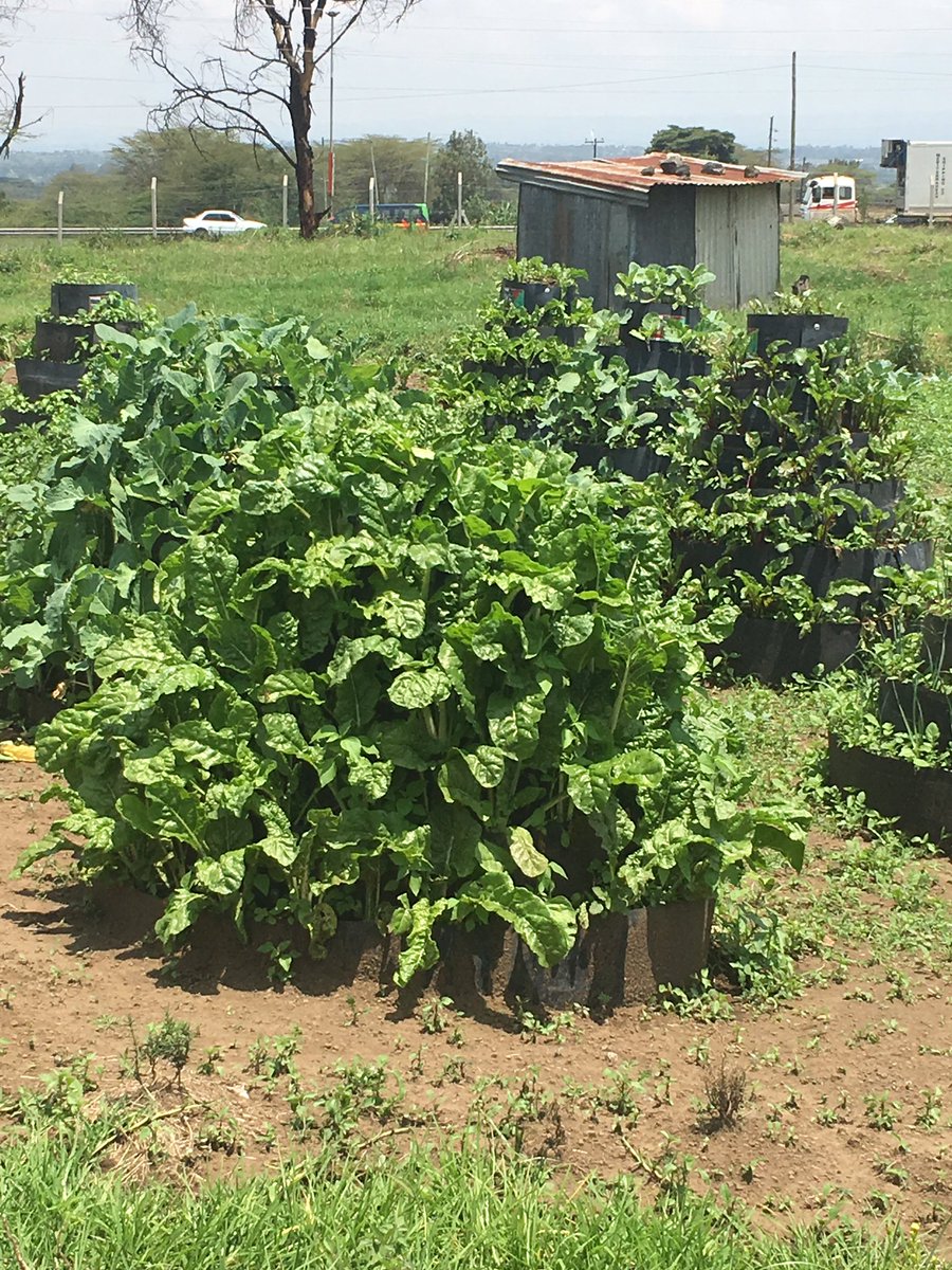 NakuruFarmersCallCentre tweet media