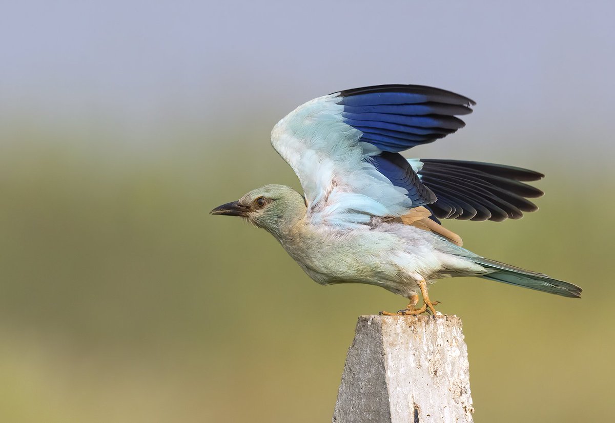 vishalvjadhav99's tweet photo. European Roller takeoff #BirdsInBlue #IndiAves #ThePhotoHour #birds #birdwatching #birdphotography #kingfisher #NaturePhotography #BBCWildlifePOTD #Winteriscoming #BirdBox #TwitterNatureCommunity #IncredibleIndia @ParveenKaswan @Avibase @the_wildindia @vivek4wild https://t.co/WiM5R3InuS
