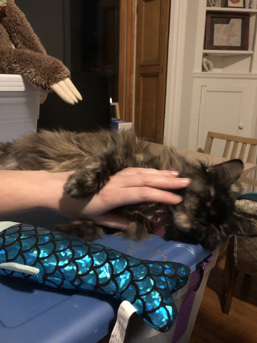 She held  @jadedanger’s hand while receiving pets 