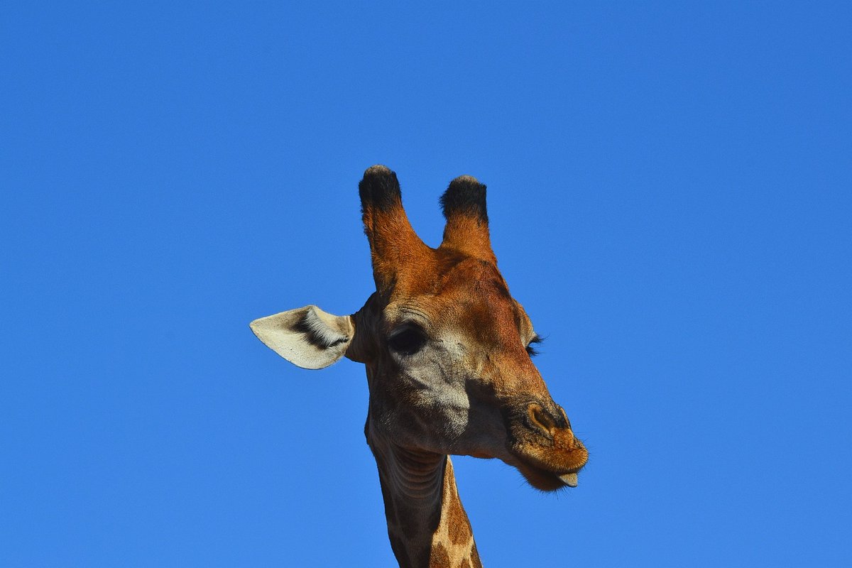 MUCH APPRECIATED!
Mogalakwena thanks you all for your great enthusiasm in sharing your giraffe photos with us. Many of you responded to our request for photos for our new study on giraffe coat colour. The study is still ongoing, so you are welcome to share more of your photos!