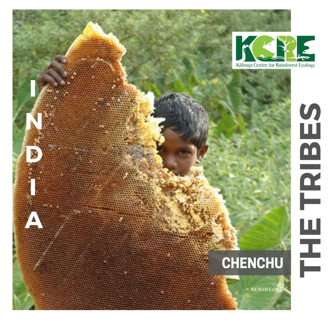 They use honeycombs to make casts for broken limbs. They also don’t collect honey during monsoon as the bees will find it difficult to build the hive on slippery rocks.
#KCRE #Tribes #Chenchutribe #Tribesofindia