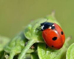 lady bird