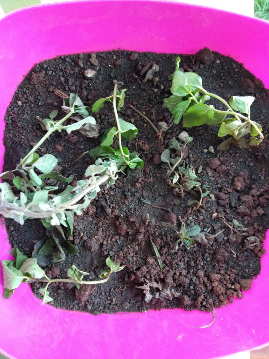 When you get mint cuttings, they'll probably look wilty for the first week then take off later. Water religiously. If you miss a day, they'll dry.There's like 5 types of mint here.