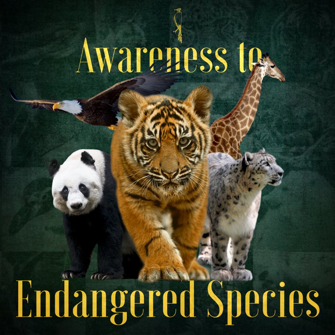 FaunaPh's tweet photo. ‼️𝗔𝗪𝗔𝗥𝗘𝗡𝗘𝗦𝗦 𝗧𝗢 𝗘𝗡𝗗𝗔𝗡𝗚𝗘𝗥𝗘𝗗 𝗦𝗣𝗘𝗖𝗜𝗘𝗦 ‼️

CritiCATlly 🐈 endangered species is a sign that the ecosystem is slowly PAWlling 🐾 apart

Anything is PAWsible 🐾 if we work together to raise awareness about our endangered species!

(1/3) https://t.co/Hv5IqKWdxs