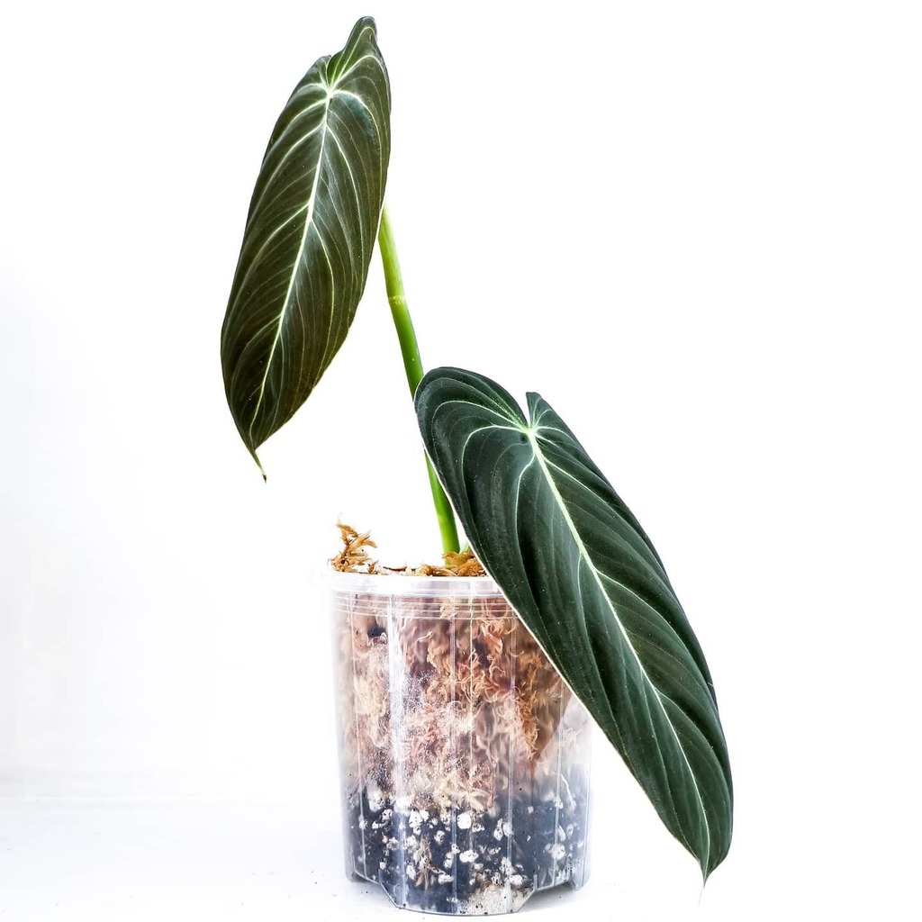 Annual_Leaf's tweet photo. Velvet leaves are my favourite
😌😌😌
#philodendronthursday #aroidsociety #aroidclub #aroidaddict #aroidsofinstagram #aroidlover #aroidsofinstagram #aroidaddicts #philodendron #velvetleaves #velvet #foliageplants #prettyplants #flauntyourleaves #twoblackthumbs #happyplants #u… https://t.co/JCsrjwYxcv