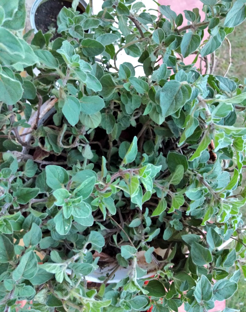 I don't remember the name of this mint but it smells nice. I got cuttings and within 2 months it's overflowing.