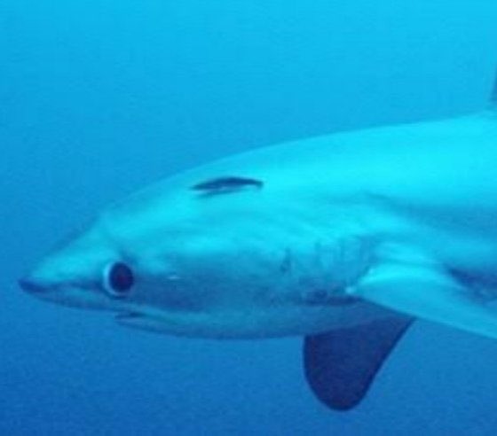 ชอบมากเห็นกี่ครั้งก็ชอบอะเหมือนน้องจองกุกมากจริงๆไอเด้กขนมครกของพี่5555555555555555555555555