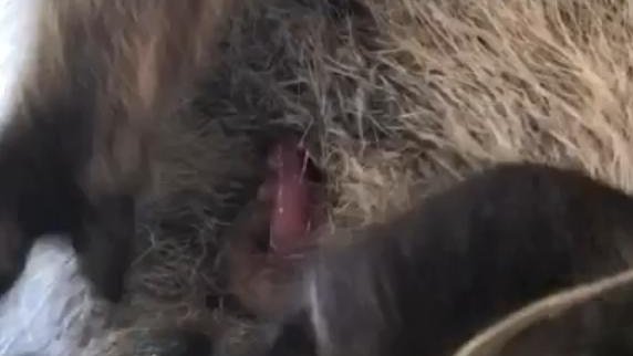 埼玉県こども動物自然公園 公式 訂正 出産時の赤ちゃんの重さは１ｇ未満です 大変失礼しました