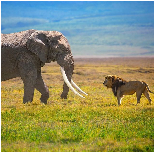 Who is the Real KING of the Jungle ?  Comments Bellow!!!

#elephant #tanzaniawildlifeLion #tanzaniasafari #tanzaniawildlife #wildlife #safari #africa #travel #wildlifephotography #nature #elephants #tarangire #wildlifephotography #travelphotography #wild #animals #picoftheday