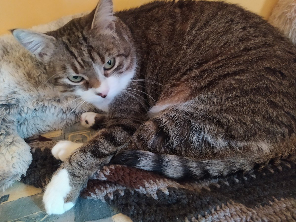 CatSzamoca's tweet photo. Look how cute I was. Look how cute I am. 

#tbt #ThrowbackThursday #kitty #cat #growingup https://t.co/WL71dCOVMr