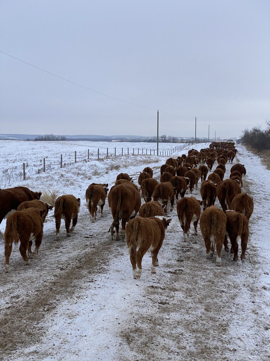 FentonRanch's tweet photo. We moved the heifer and steer pairs across the highway to the corn today, happy cows!! #redandwhite #corngrazing #canadianherefords #winterfeed #winter2020 @CAN_Hereford @ranchhand_10 @blair_fenton https://t.co/8qDpc5mKa9