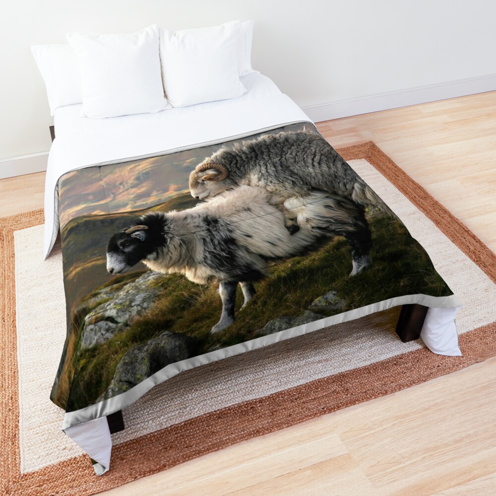 The #bestseller ' Naughty Herdwick' is now available as a #comforter #bedthrow ! #herdy #herdwick #lakedistrict #cumbria #tup #ram #datenight #love #romance #keswick #windermere #workington  redbubble.com/people/wizards…
