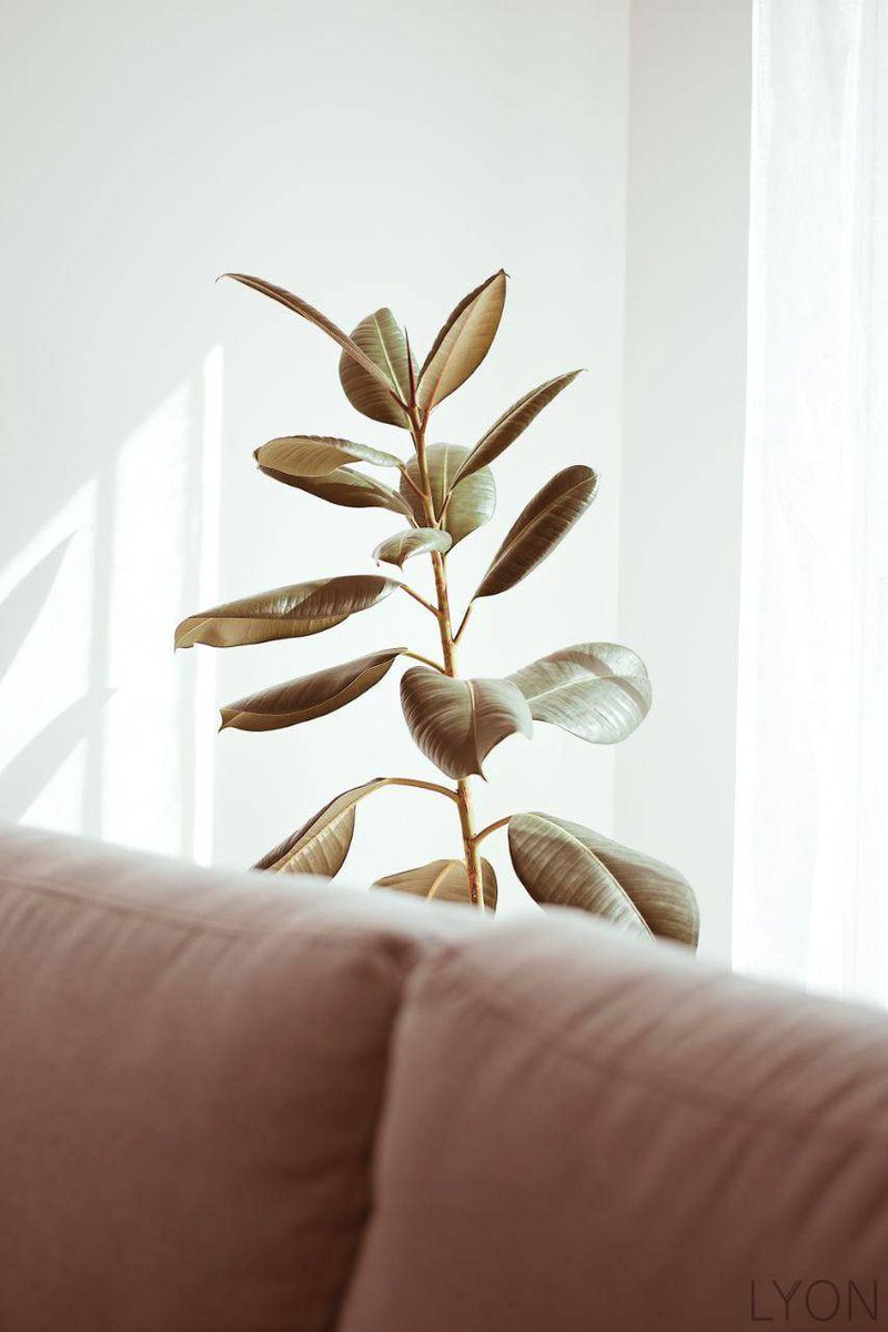 PureLyon's tweet image. Do you know what one ficus🌱 can do with your home?🤔 

Tap here to find out 👉 ow.ly/6KqE30rkJaq

#makeitgreen #indoorplants #ficuslover