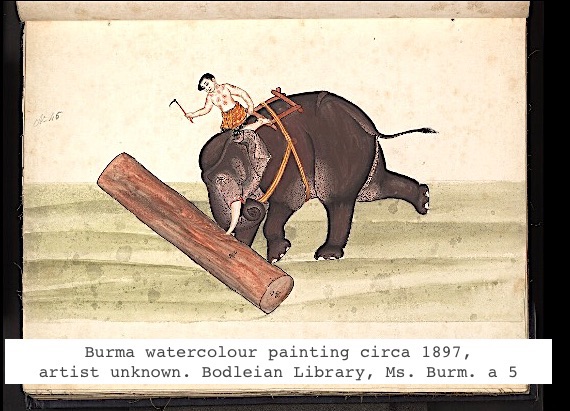4. Since medieval times wild elephants have been captured in Burma for moving heavy loads, transportation & warfare. They're not really domesticated (not selectively bred.) Elephants served in WW2 Burma & Kachin Independence Army elephants still carry military supplies in north.