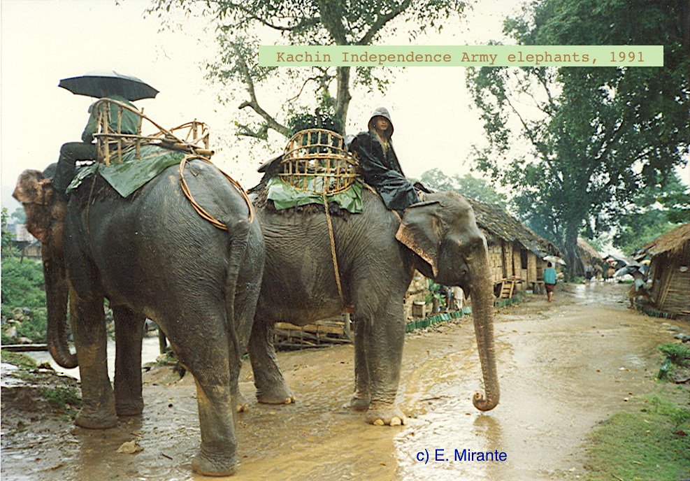 4. Since medieval times wild elephants have been captured in Burma for moving heavy loads, transportation & warfare. They're not really domesticated (not selectively bred.) Elephants served in WW2 Burma & Kachin Independence Army elephants still carry military supplies in north.