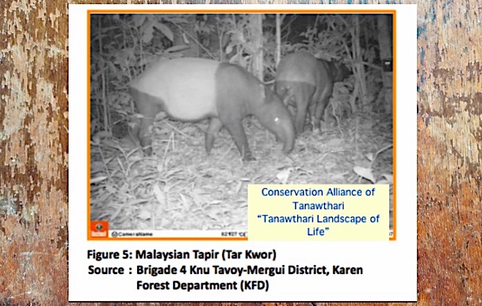 14. A few Sumatran rhinoceros in Myanmar til 1990s. Likely extinct or nonviable in country now. Large forest-dwelling ungulates gaur, banteng, Malay tapir populations unknown Myanmar; gaur & tapir photos 2017-20. Conservation Alliance of Tanawthari report:  https://www.accountabilitycounsel.org/wp-content/uploads/2020/05/5-22-20-landscape-of-life.pdf