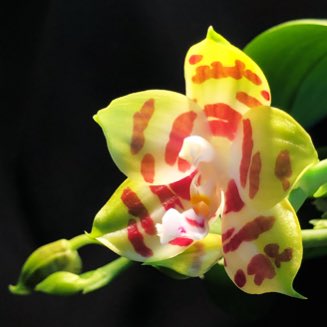 orchid_bro71's tweet photo. #phalaenopsis #hybrid
#phal "Zheng Min Giraffe"
A compact habitus with 4 spikes & 10 buds. It‘s the 1st. open flower & you see a her claw-shaped influence of Phal. mariae.
#fragrant #scent #orchid #flower #bloom #mboinensis #mariae #venosa #micholitzii #violacea #lueddemanniana https://t.co/VLbI87xFcL