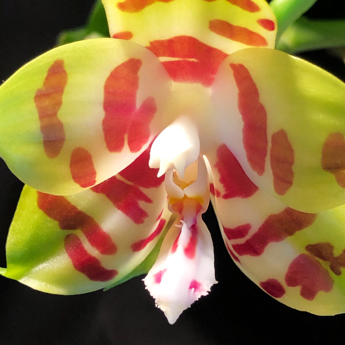 orchid_bro71's tweet photo. #phalaenopsis #hybrid
#phal "Zheng Min Giraffe"
A compact habitus with 4 spikes & 10 buds. It‘s the 1st. open flower & you see a her claw-shaped influence of Phal. mariae.
#fragrant #scent #orchid #flower #bloom #mboinensis #mariae #venosa #micholitzii #violacea #lueddemanniana https://t.co/VLbI87xFcL