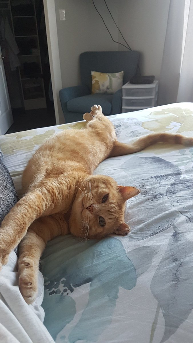 tylerbennett_'s tweet photo. Please retweet:

Alf is still looking to be adopted, and his adoption fee has been covered! He is a very friendly tabby, estimated 2-4 years old. I have more info for anyone interested. https://t.co/4AkmWOLyv6