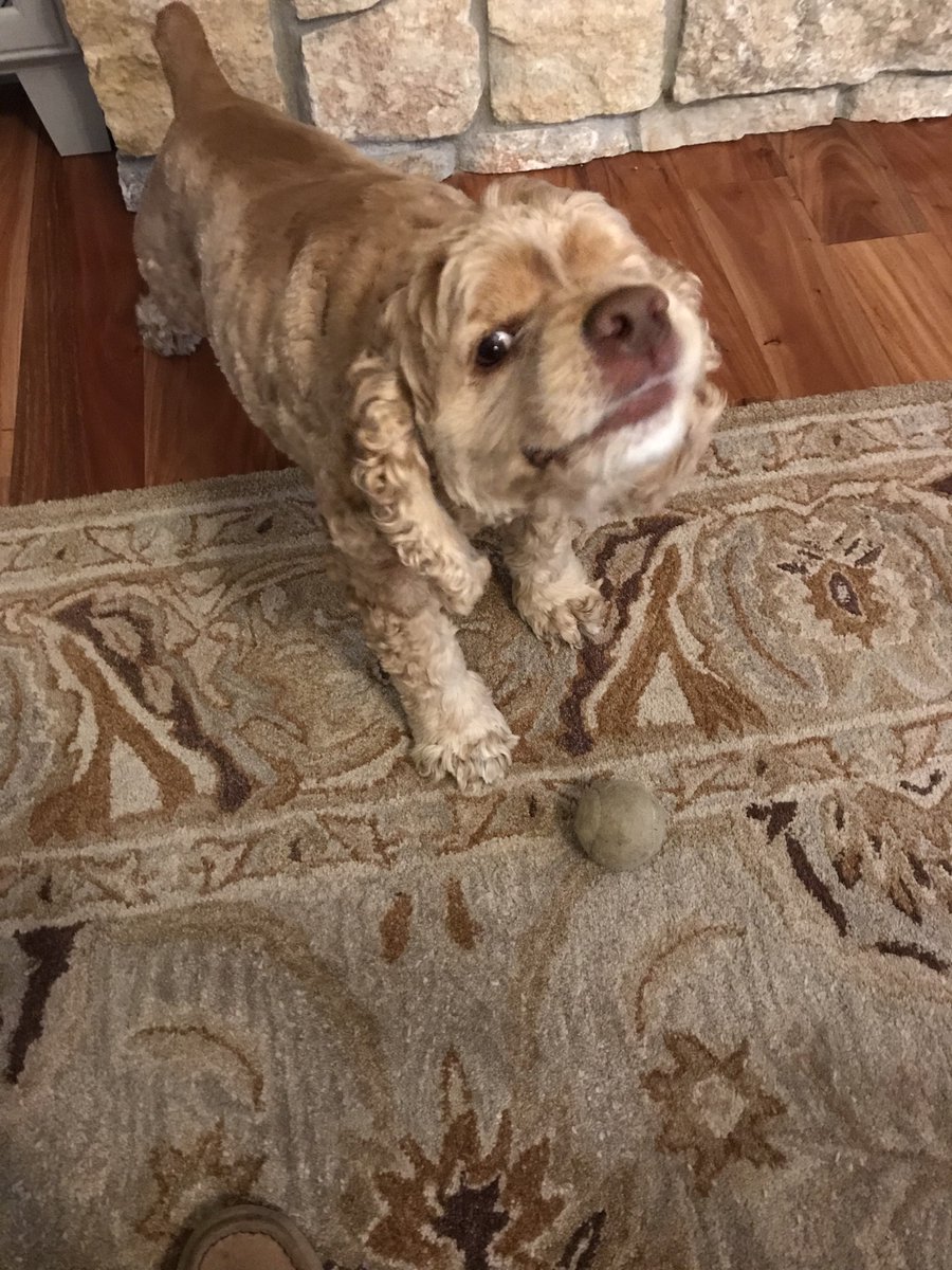 TheoCocker's tweet image. I was not the one who left the ball out for you to trip on. Must've been someone else!!

ⓘ 𝗢𝗳𝗳𝗶𝗰𝗶𝗮𝗹 𝘀𝗼𝘂𝗿𝗰𝗲𝘀 𝘀𝘁𝗮𝘁𝗲𝗱 𝘁𝗵𝗶𝘀 𝗶𝘀 𝗳𝗮𝗹𝘀𝗲 𝗮𝗻𝗱 𝗺𝗶𝘀𝗹𝗲𝗮𝗱𝗶𝗻𝗴