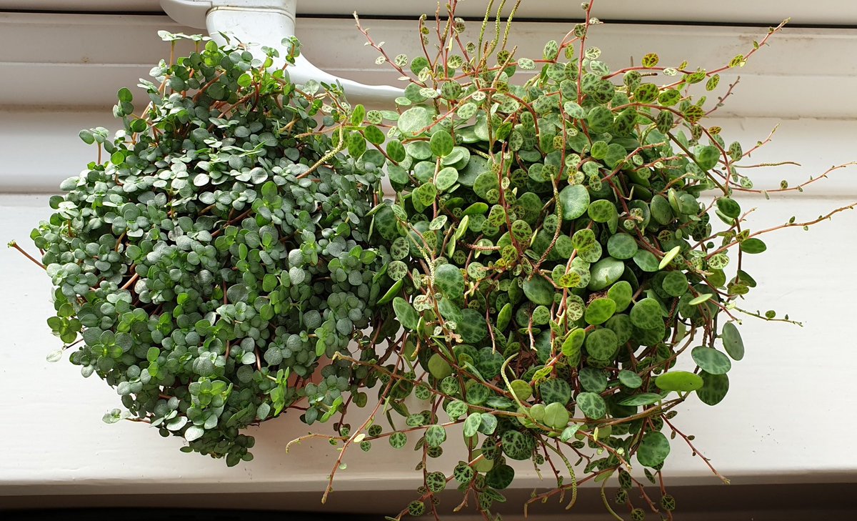 EllainaBee's tweet photo. Reached my 40th houseplant and I still haven't collected everything that i want. Won't stop until I live in a jungle #houseplants #Lockdown2 https://t.co/3LBNLQJ4tv