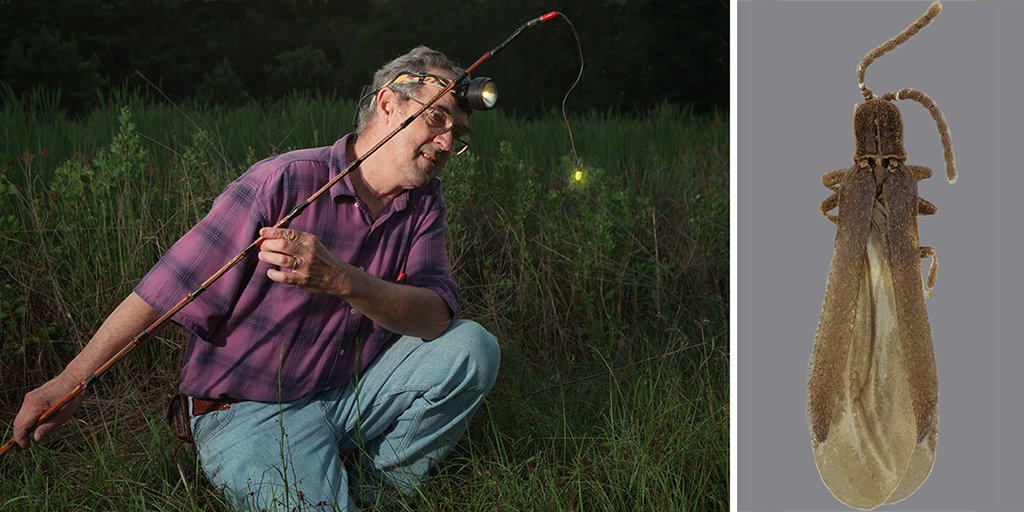 A newly named firefly species pays homage to Jim Lloyd, <a href="/UF/">FLORIDA</a>'s own "Firefly Doc" for 50+ years.

“To this day, his field studies represent the most comprehensive and detailed documentation of firefly behavior that’s ever been done." bit.ly/3pDEEcQ 

#UFBugs <a href="/UFEntomology/">UFEntomology</a>