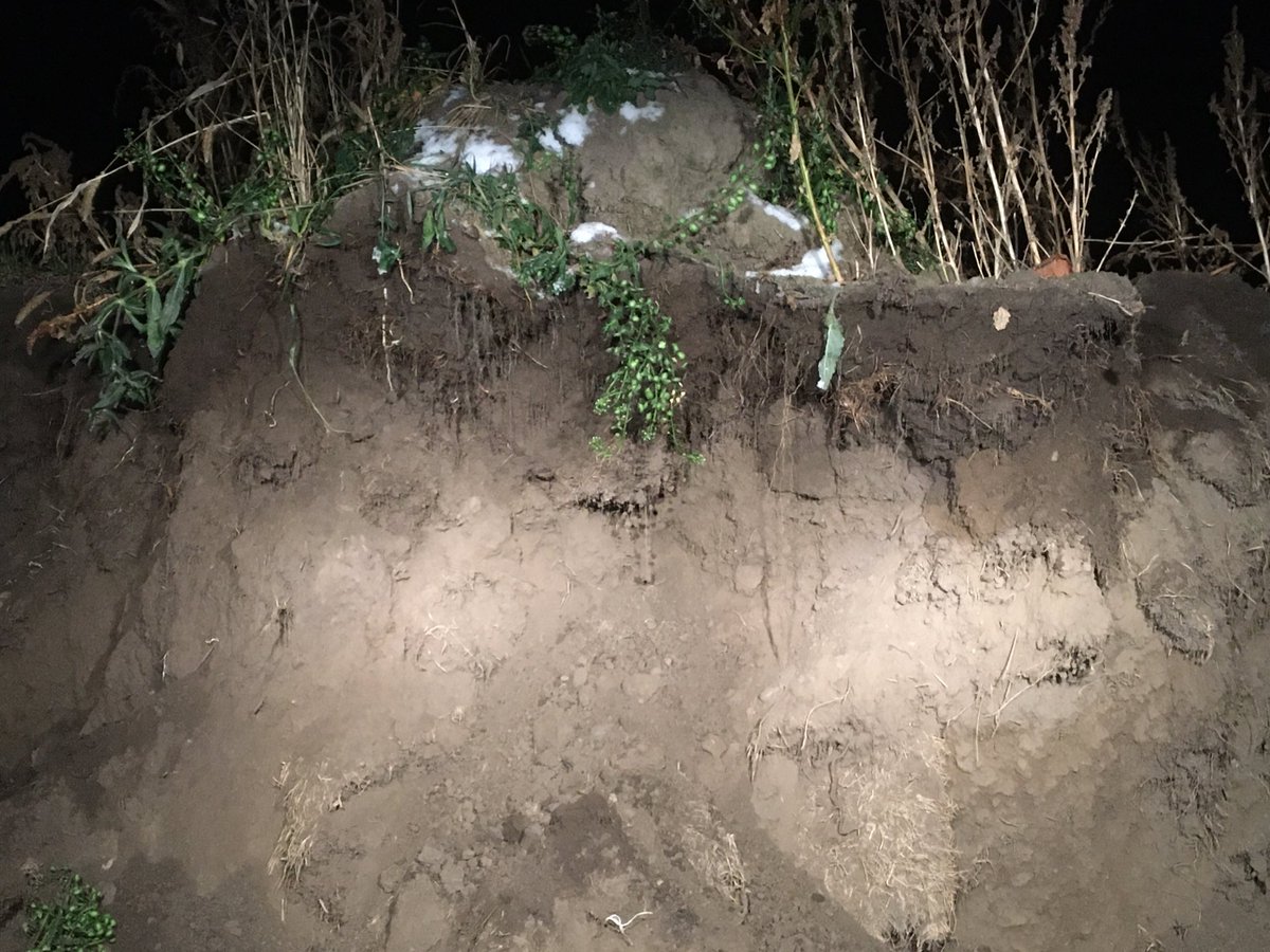 Interesting observation while moving a pile of top soil. The “ moisture zone” was only as deep as the root that was in that particular spot.... Tap root weeds took the moisture deeper