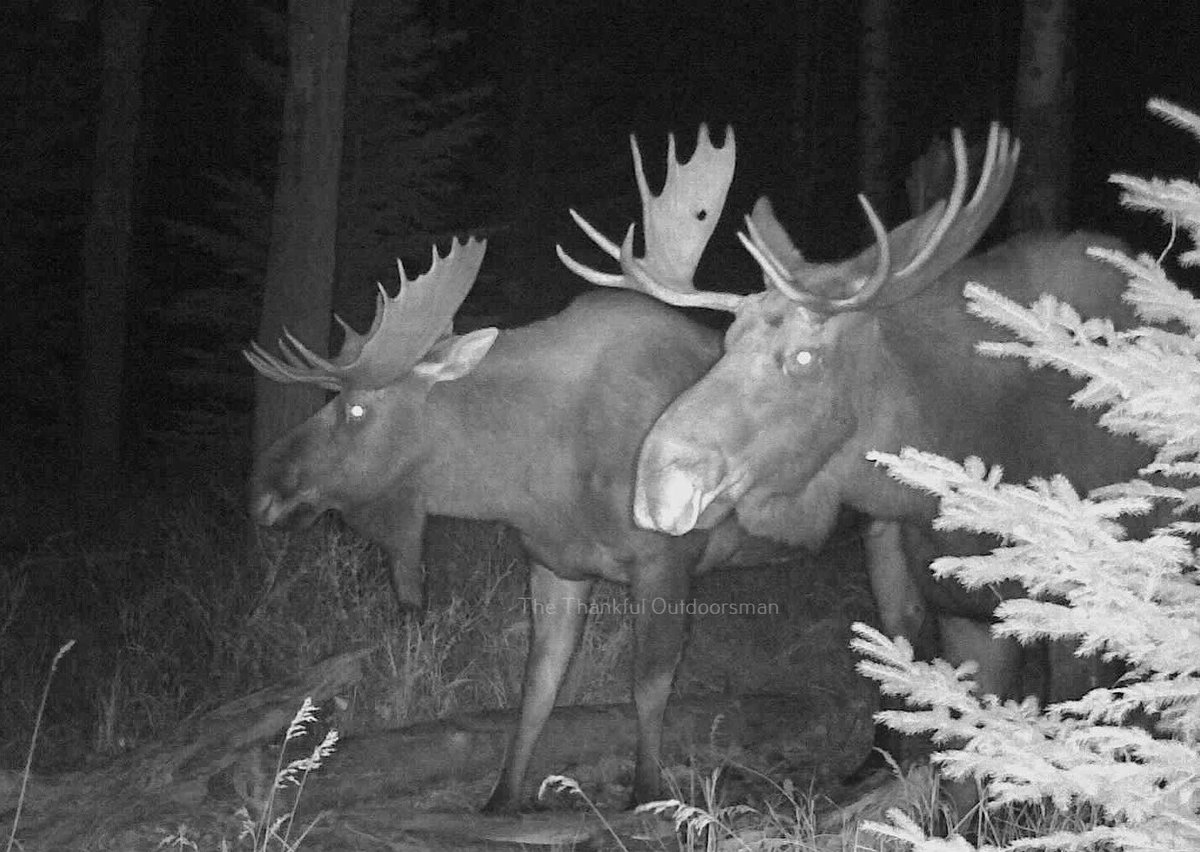 bushcamp2's tweet image. When two heavyweights walk at night.  Looks like “bullet hole” found a buddy to hang out with.