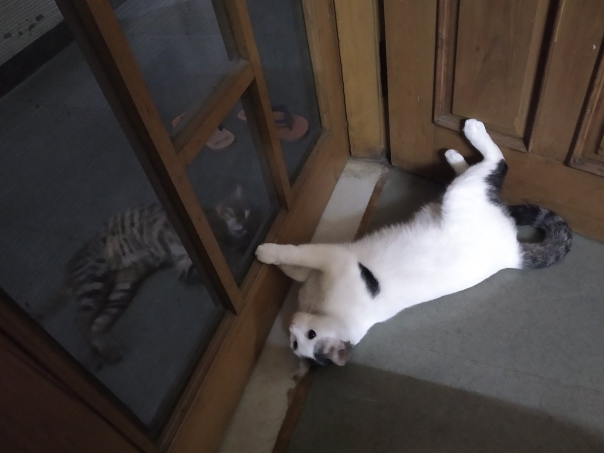kittanarchy's tweet photo. Cleo flirting with Tipu, the outdoors cat https://t.co/ldelhCCNHo
