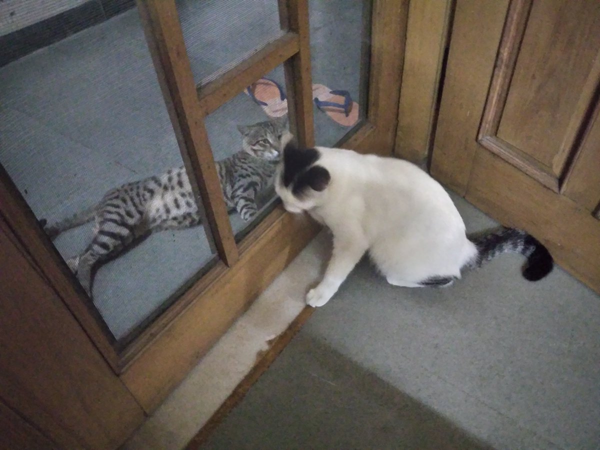 kittanarchy's tweet photo. Cleo flirting with Tipu, the outdoors cat https://t.co/ldelhCCNHo