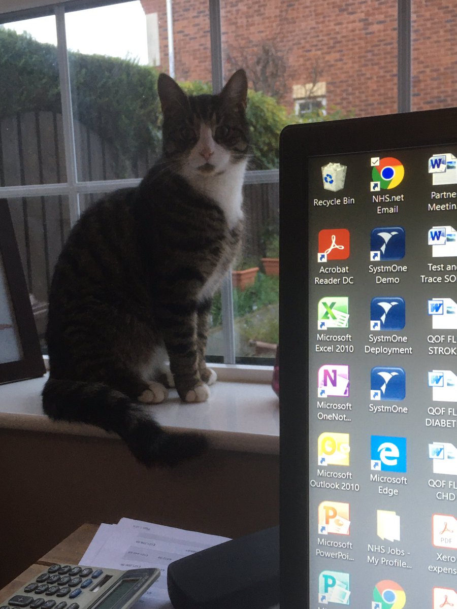 alliedgeler's tweet photo. Happy #bringyourcattowork day people! #Wellbeing #workingfromhome https://t.co/rTVSbcJkRl