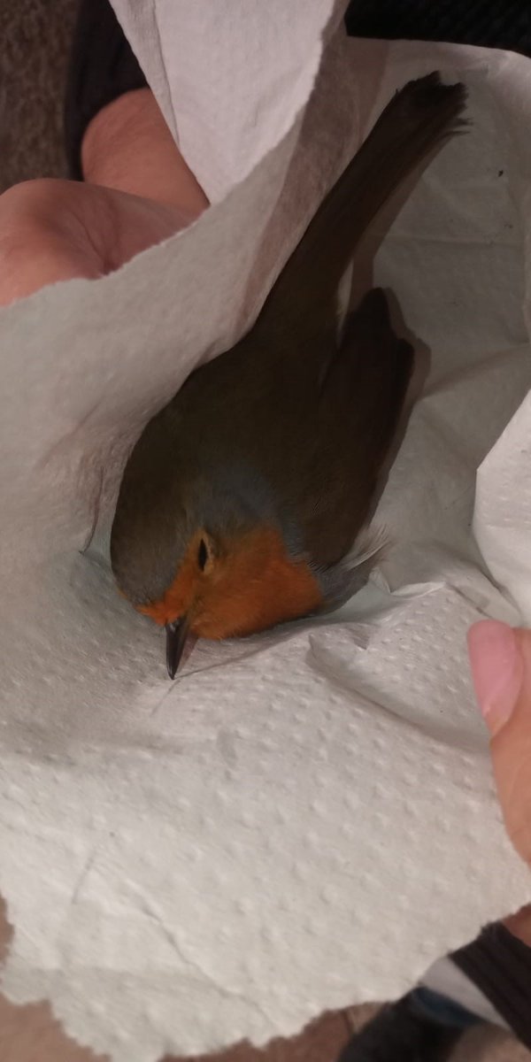 AHGirona's tweet photo. Seguim amb visites #animals. 😀Aquest cop un bonic #reitit o pit-roig 🐦 s'ha desorientat i ha petat contra un vidre del claustre. Gràcies a la cura de la nostra companya Carme, al cap d'una estona ha pogut emprendre de nou el vol.
#vidaalsarxius @patrimonigencat @ICOcells https://t.co/BihEqEGpVd
