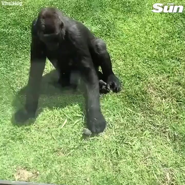 Touching moment a huge gorilla tries to nurse an injured bird back to health