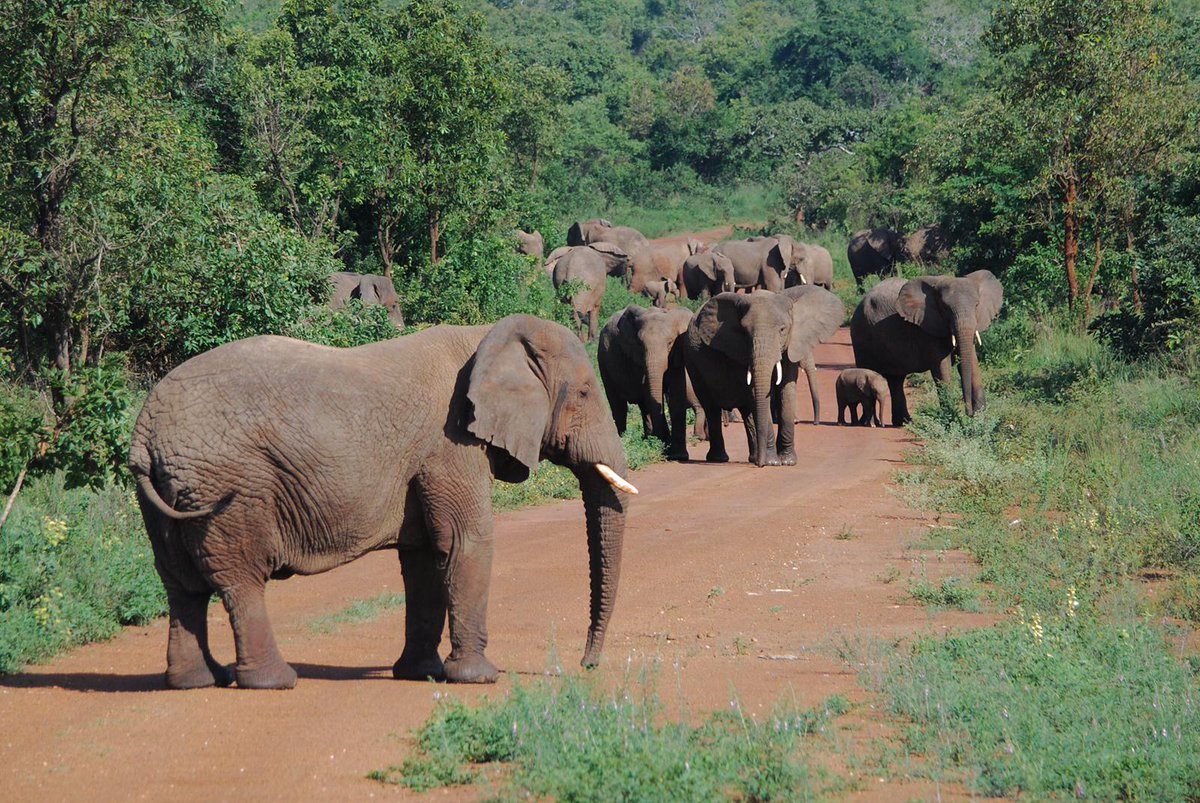 WildfriendsUG's tweet photo. Elephants love: #AkageraNP. Best time to #VisitRwanda with guaranteed #wildlife experience.
#RwandaUgandaSafaris #GorillaTracking
📸: https://t.co/31cKDuaUo6