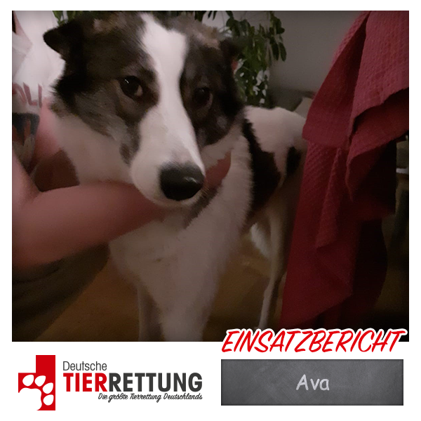 DtTierrettung's tweet photo. Tierrettung Einsatz: Ava in Wuppertal - https://t.co/W4DAYAiLZA https://t.co/XOc1DVUDkC