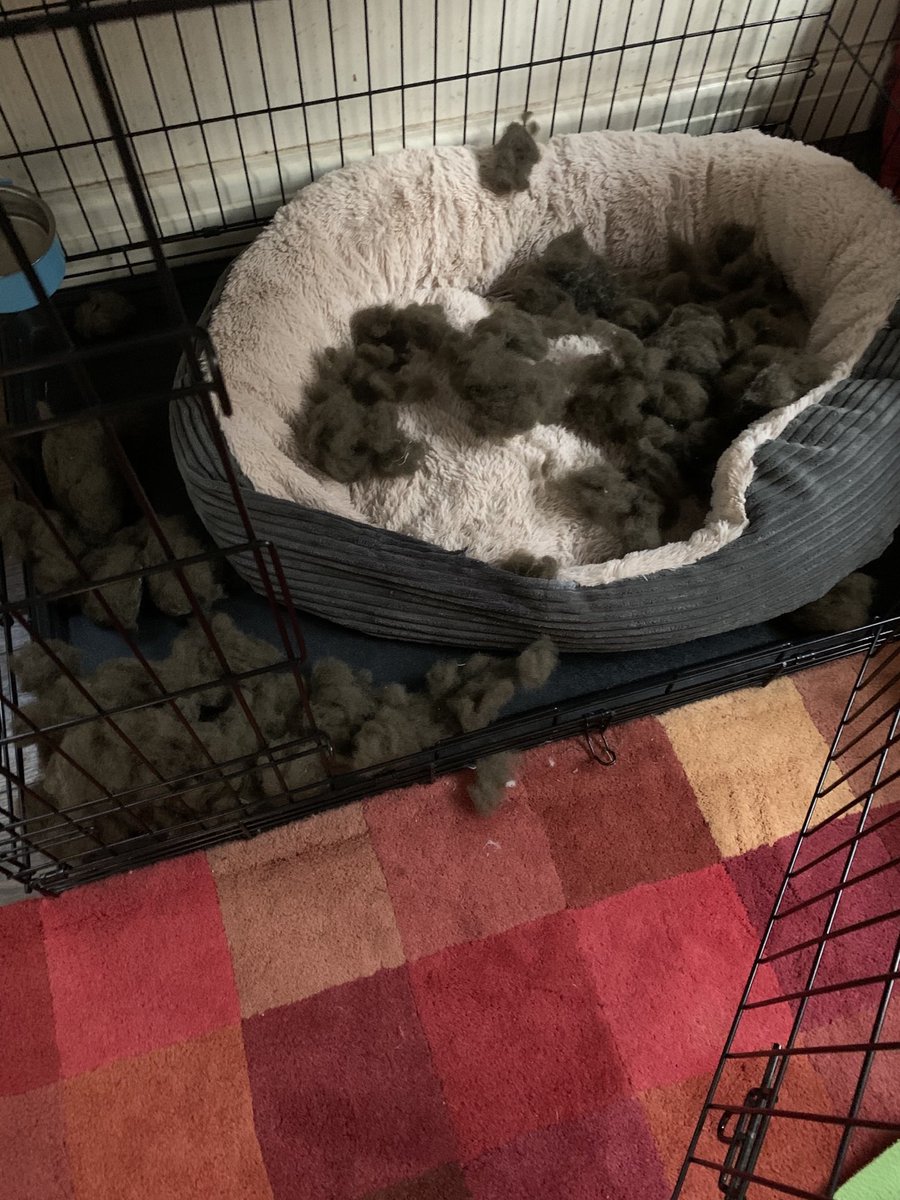 Richardpollins's tweet photo. Another bed destroyed overnight😱 https://t.co/1SkydjMf21
