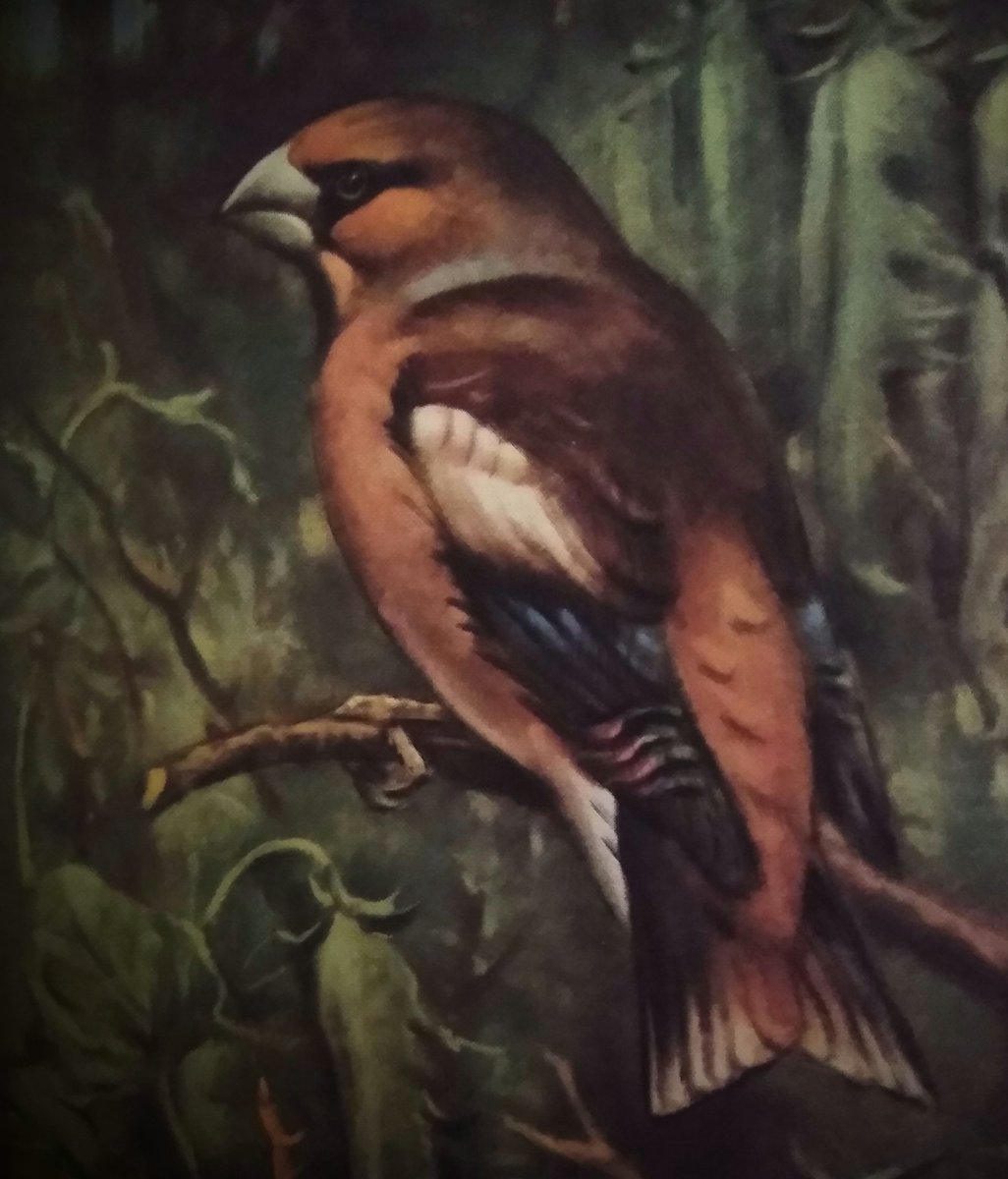 Mary_Shelley's tweet photo. Long time back, some took the birds for a family name. Us Dunnocks, the Hawfinches, the Bramblings, some others. We see the flocks and that's us, see. All the olders, right there. Keeps us rememberin'. 

- Alf Dunnock, #Hookland Rural History Project, 1978
#HRHP @HooklandGuide https://t.co/LJP7pG5MzW