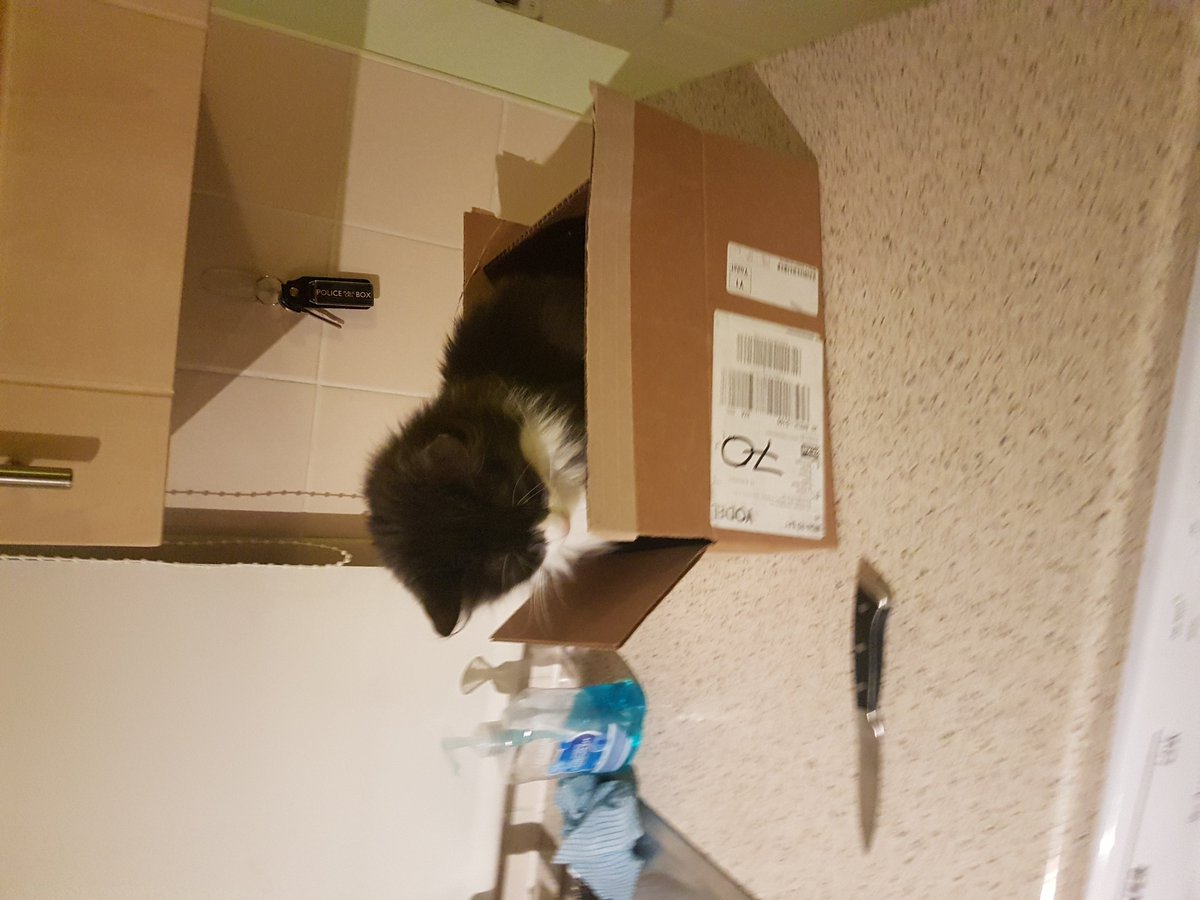 therapy_games's tweet photo. and finally, Rouge. She's 3,and is a known box dweller https://t.co/WqNCgdGdz1