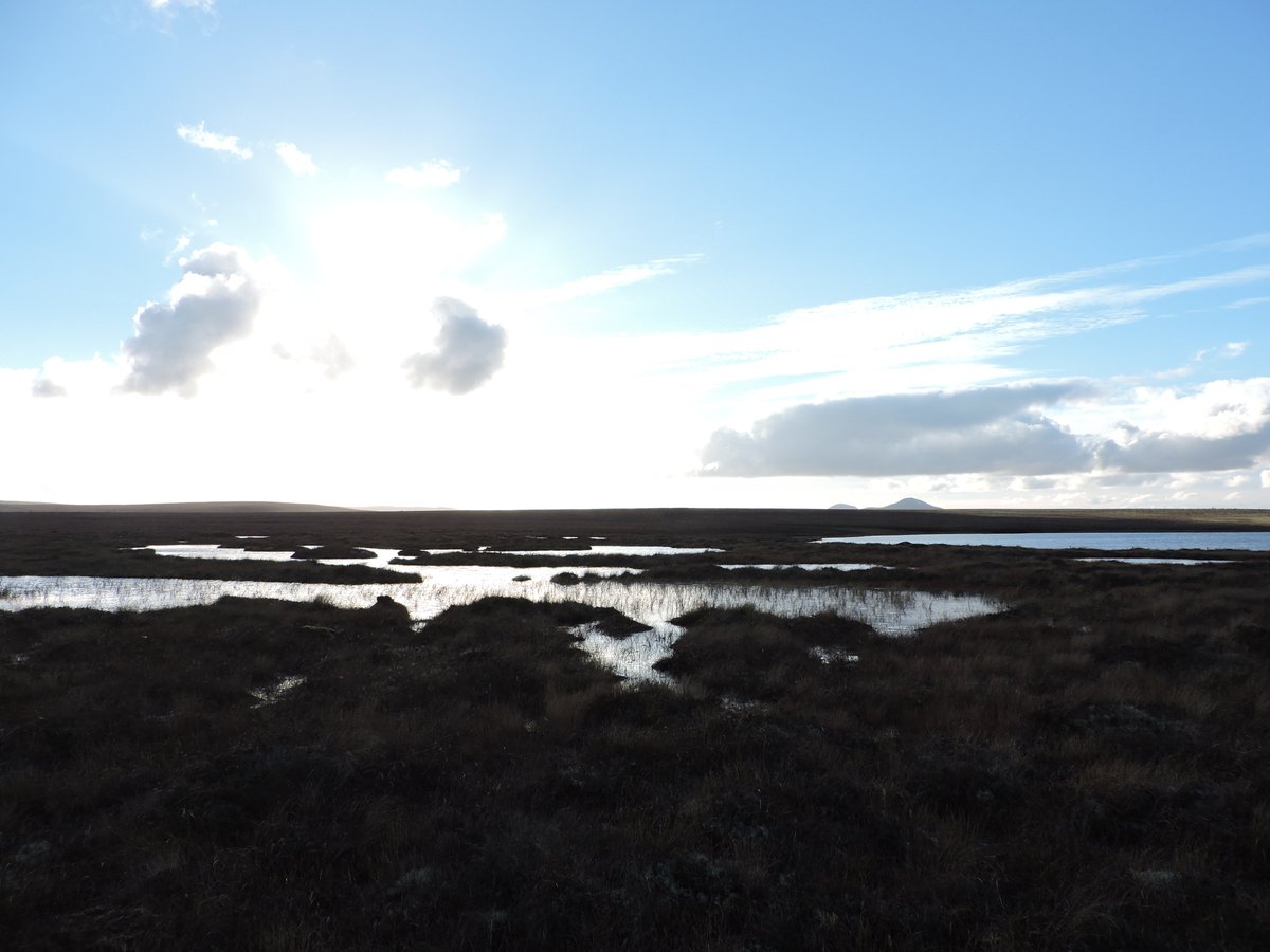 A_Burkitt's tweet photo. #ACCEconf20 #ACCE_Geo Photosynthetic microbes (eukaryotic microalgae, and cyanobacteria) are abundant and diverse in many UK peatlands. Their communities can vary at a small spatial resolution between the raised moss hummocks and small pools within the same site. 2/4 https://t.co/b1E9aV8NBw