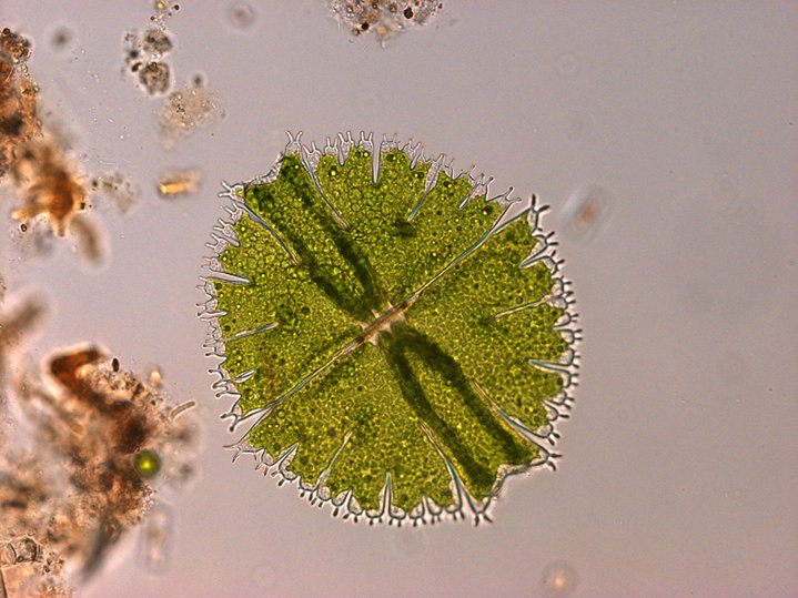 A_Burkitt's tweet photo. #ACCEconf20 #ACCE_Geo If photosynthetic microbial communities do change with degradation (and restoration), then they may have potential as bioindicators. Large areas of UK peatlands are currently being restored: these ‘jewels of the bog’ could be a valuable tool! 4/4 https://t.co/XQTbRyZbqF