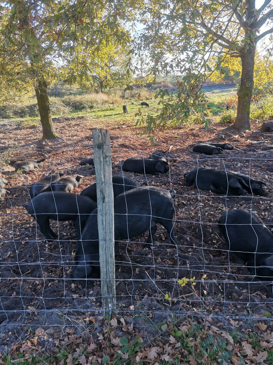 LaboilleO's tweet photo. Cochon cochon🤣 https://t.co/a0kvowXSc2