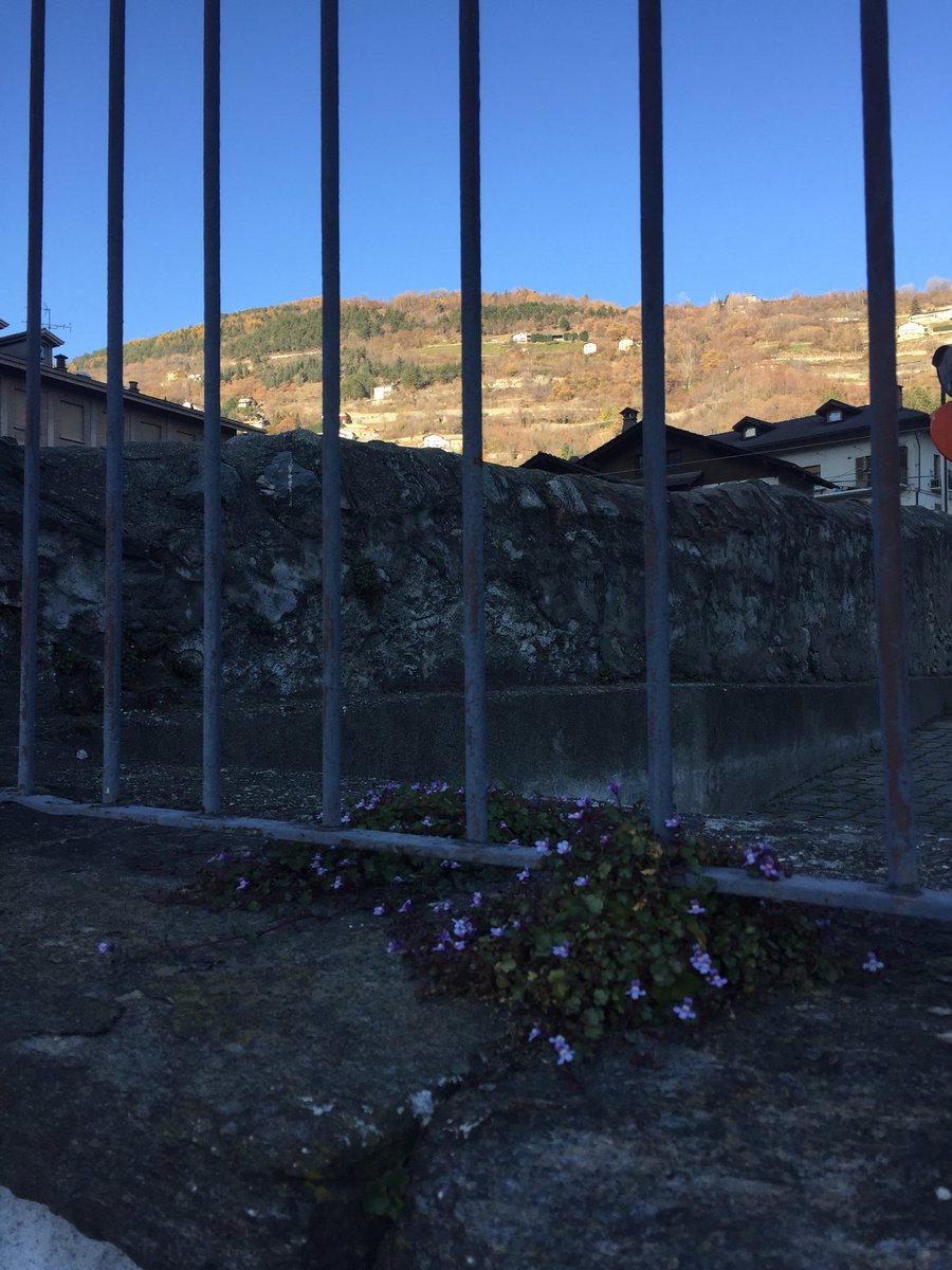 VierinE's tweet photo. Aosta - scorcio novembrino https://t.co/Ez8i1ec8GT