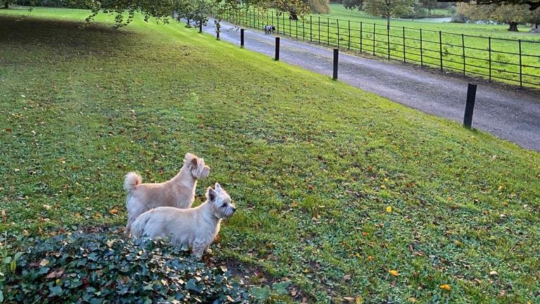 ballyvolanehse's tweet photo. We would dearly love to reopen our doors soon and weclome our lovely guests back to Ballyvolane House - maybe even before Christmas!
And remember: we love dogs here, so you can bring your pooch with you . . .
#staycation #staycation2020 #cork #CorkCation https://t.co/koXowDqDCJ