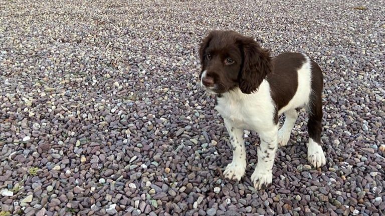 ballyvolanehse's tweet photo. We would dearly love to reopen our doors soon and weclome our lovely guests back to Ballyvolane House - maybe even before Christmas!
And remember: we love dogs here, so you can bring your pooch with you . . .
#staycation #staycation2020 #cork #CorkCation https://t.co/koXowDqDCJ