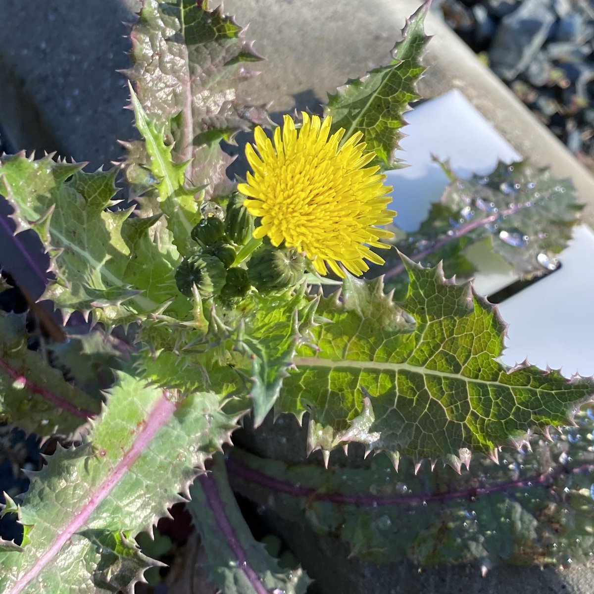 オニノゲシ Twitter Search Twitter オニノゲシ Twitter Search Twitter