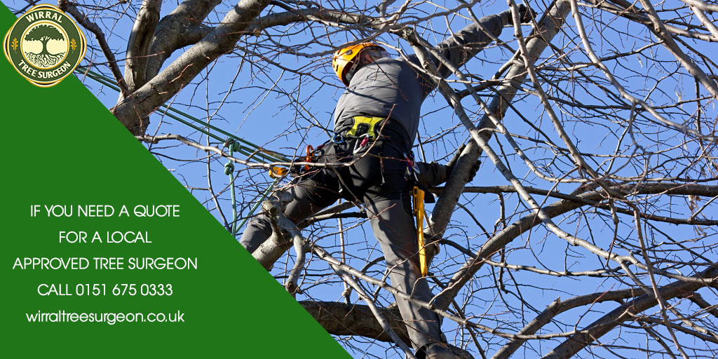 Wirral Tree Surgeon tweet media