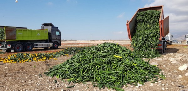 Load after load, dumped on the ground. 
freshplaza.com/article/926920…