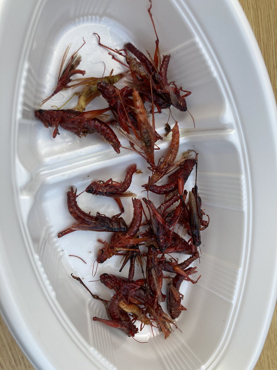 かずき 昆虫食活動家 昆tuber 学校でバッタ捕まえました 串焼きやほうれん草との炒め物で美味しくいただきました エビのような味で みんなに好評でした バッタは加熱するとエビみたいに赤くなってとても食べやすいし 味も癖なくおすすめです かずき 昆虫食活動家 昆tuber 学校でバッタ捕まえました 串焼きやほうれん草との炒め物で美味しくいただきました エビのような味で みんなに好評でした バッタは加熱するとエビみたいに赤くなってとても食べやすいし 味も癖なくおすすめです