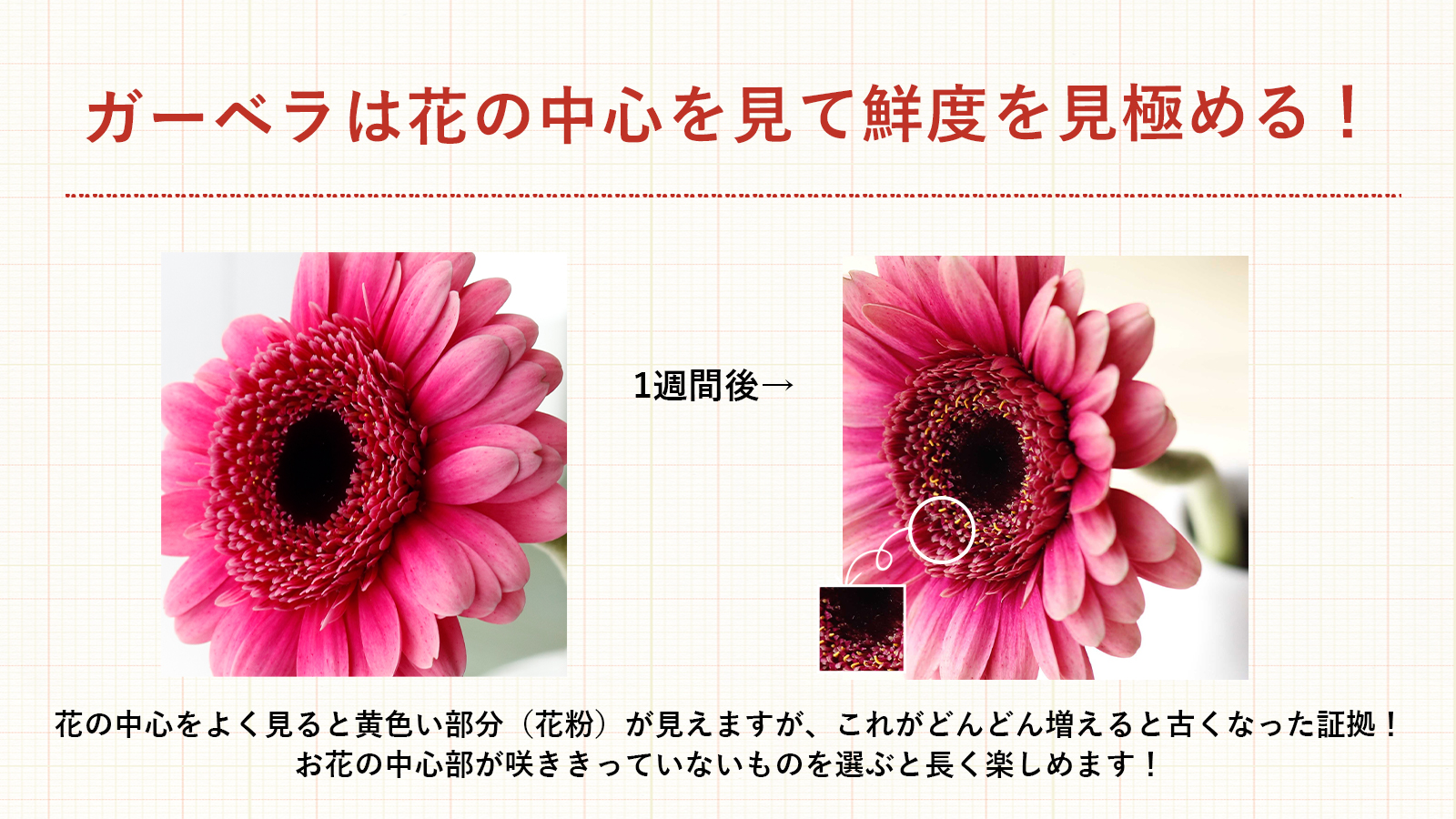 花キューピット I879 Com 公式 山下智久さんが届けます 母の日特別お届けキャンペーン ガーベラの鮮度を見極める方法 見る場所は 花の中心 です 中心部の花たちが咲き 花粉が出てきているものは古くなったものです 真ん中が堅くぎゅっと